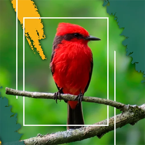 avistamiento-de-aves-parque-soleden
