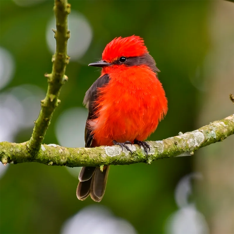 ATRAPAMOSCAS PECHIRROJO